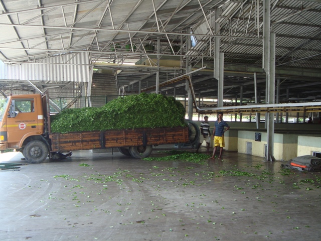 Truckloads of tea leaves being brought into the factory will soon be aired and sorted for quality
