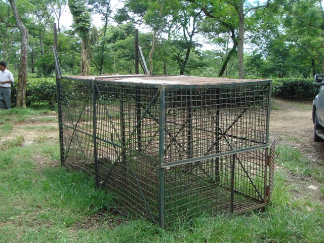 A leopard cage