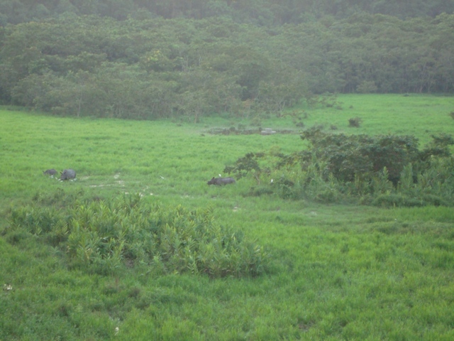 Let's play a game - can you spot the three rhinos?